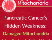 Pancreatic Cancer’s Hidden Weakness: Damaged Mitochondria May Be Its Achilles’ Heel