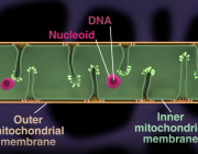 How mitochondria organize their DNA to sustain cellular energy