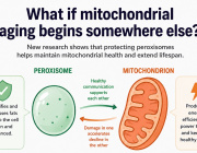 What if mitochondrial aging begins somewhere else?