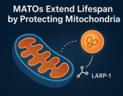 Biomolecular Condensates Found to Safeguard Mitochondria During Aging 