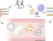 Exercise Does More Than Move Muscles It Moves Mitochondria