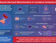 Exercise May Help the Brain Heal After Stroke