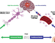 Intranasal Delivery of Mitochondria-Targeted Neuroprotective Drugs: A New Approach for Treating Traumatic Brain Injury