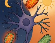 Mitochondria May Be the Brain’s Secret Sleep Switch 