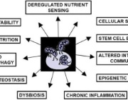 Mitochondrial Dysfunction: The “Mother” of All Hallmarks of Aging