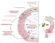 Mitochondrial Dysfunction Disrupts Gut Microbiome, Possible Trigger for Crohn's Disease