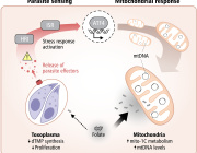 Mitochondria: Not Just the Powerhouse, but a Pathogen Defense Hub